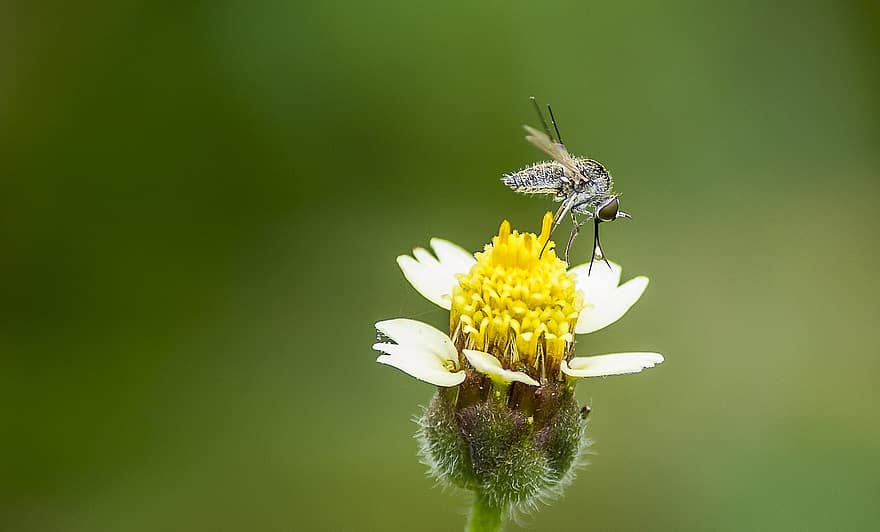 serangga, terbang, ilmu serangga, penyerbukan, makro, jenis, alam, merapatkan, bunga, warna hijau, musim panas