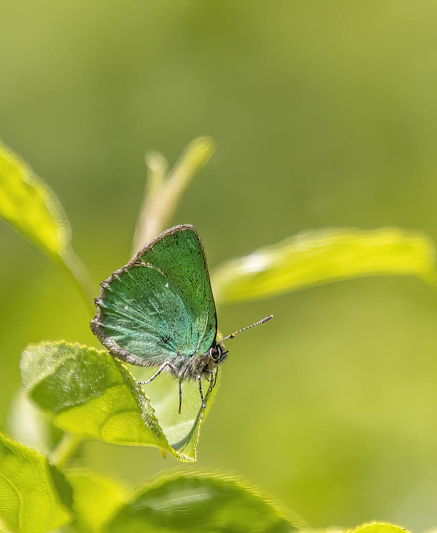 Groene Hairstreak-vlinder, vlinder, blad, coulissen, insect, lepidoptera, fabriek, natuur