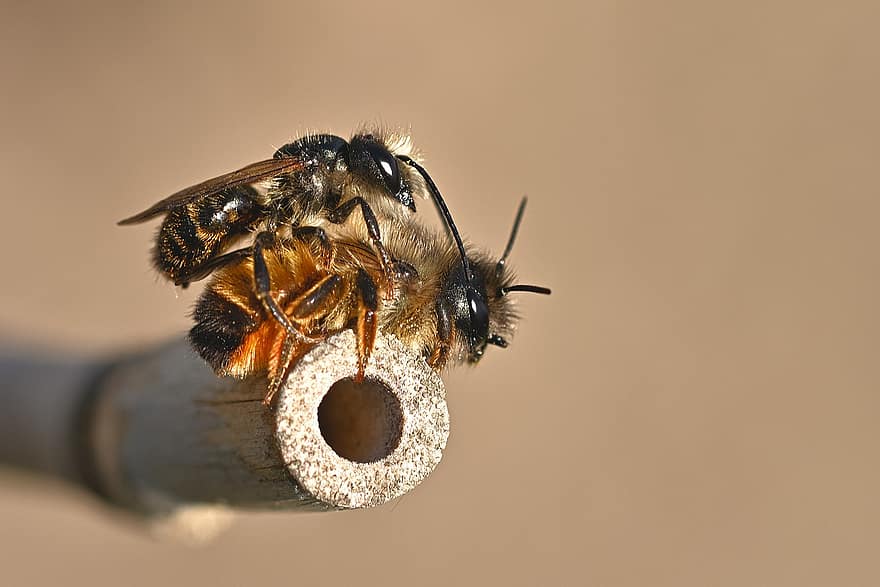 abejas silvestres, reproducción, de cerca, naturaleza, primavera