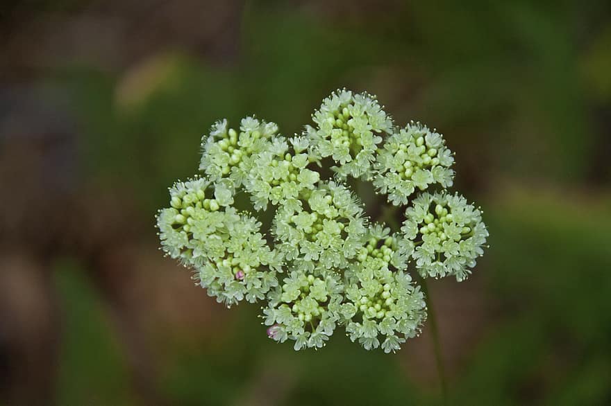 Wild Carrot, Flowers, Plant, Wildflowers, Queen Anne Lace, Bird Nest, Bishop Lace, Bloom, Blossom, Flowering Plant, Flora