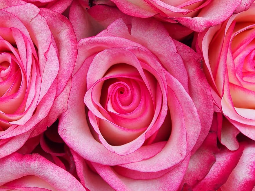 Rose, Blütenblatt, Blume, Blumen-, Blumen, zärtlich, Liebe, Rosa, romantisch