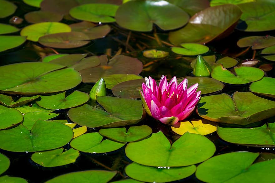 Flower, Water Lily, Pond, Lotus, Lily Pads, Aquatic Plants, Nature, Water, Flora, Lily, Petals