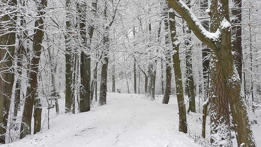 冬、雪、森林、木、自然、森の中、シーズン、風景、歩道、霜、ブランチ