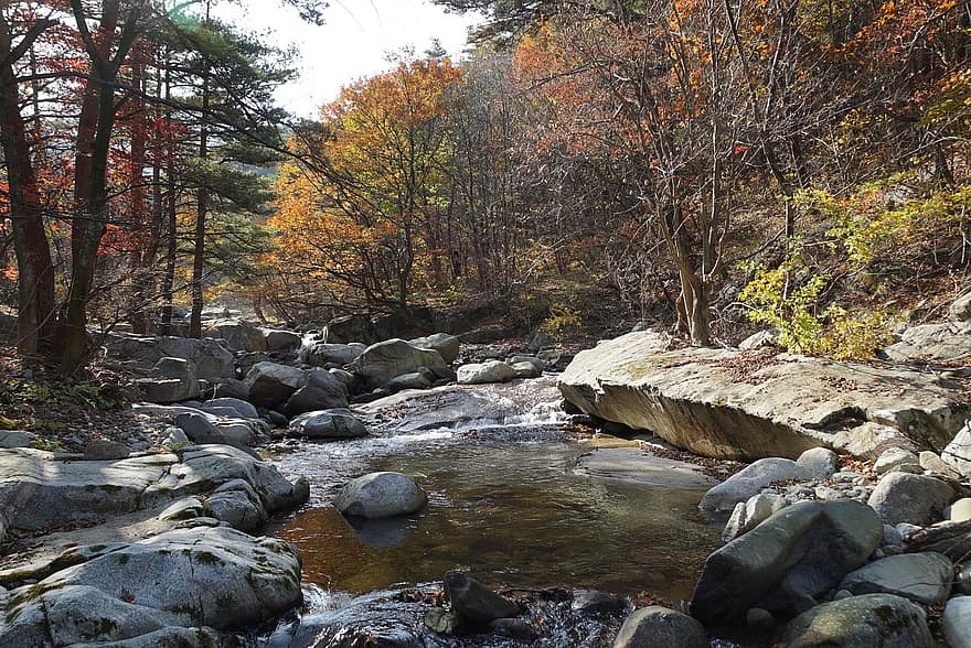 suối, rừng, ngã, mùa thu, con sông, Thiên nhiên, cây, đá, thung lũng, gỗ, gangwon-do