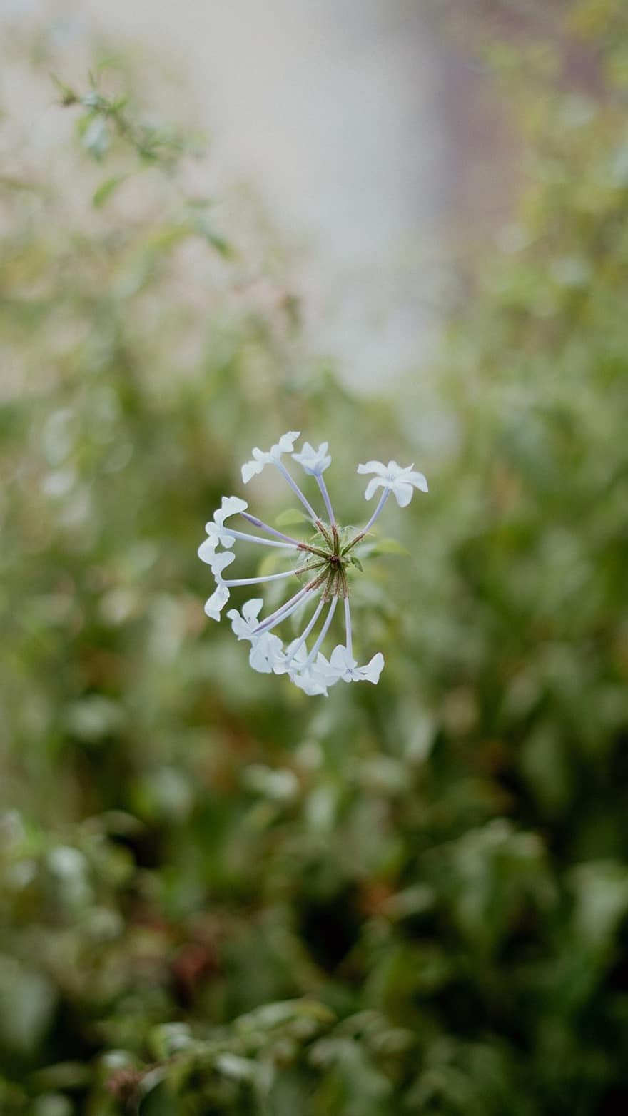 cape leadwort, bunga-bunga, menanam, bunga putih, kelopak, berkembang, alam