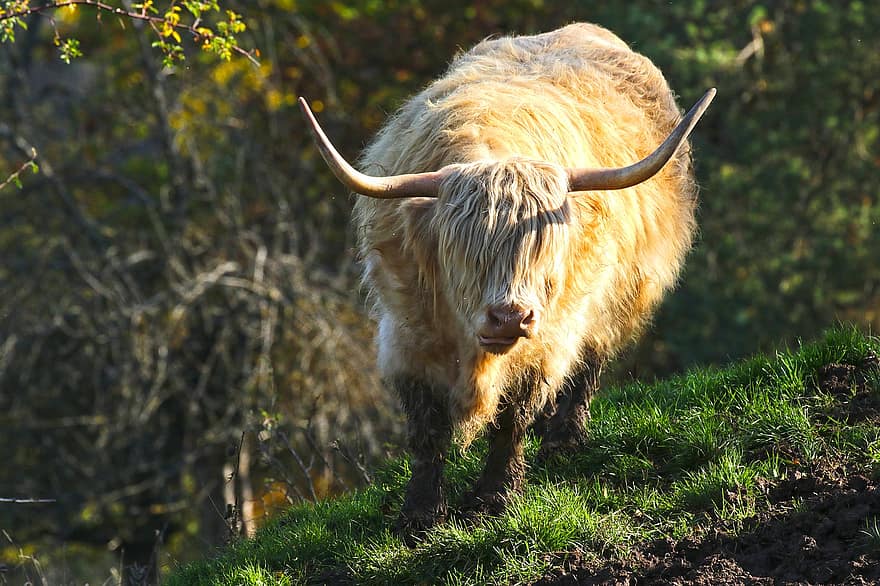 con bò, sừng, đồng cỏ, lông thú, tóc dài, thịt bò vùng cao, thịt bò, gia súc, galloway, thú vật, Thiên nhiên