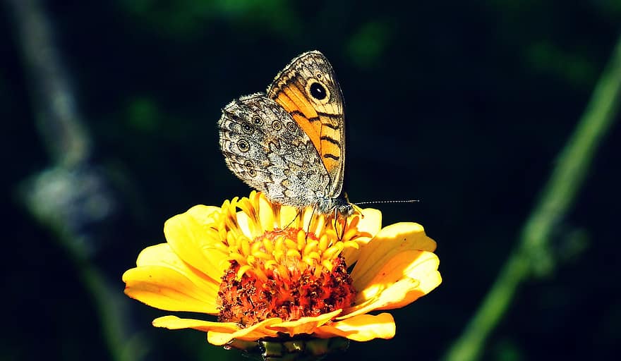 drugelis, vabzdys, gėlė, pobūdį, sparnai, spalvinga, sodas
