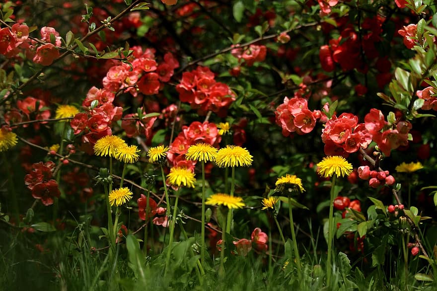 renoncule, arbuste, arbuste à fleurs, printemps, Prairie, arbuste d'ornement, flore, été, fleur, plante, couleur verte