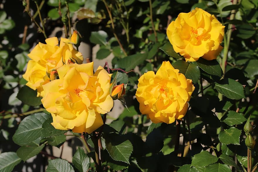 Rosa, las flores, primavera, planta, Rosa amarilla, Flores amarillas, floración, Flores de primavera, jardín, naturaleza, amarillo