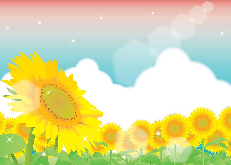 slunečnice pole pozadí, slunečnice, mraky na obloze, digitální papír, Příroda, letní, květ, žlutá, pole, rostlina, zelená