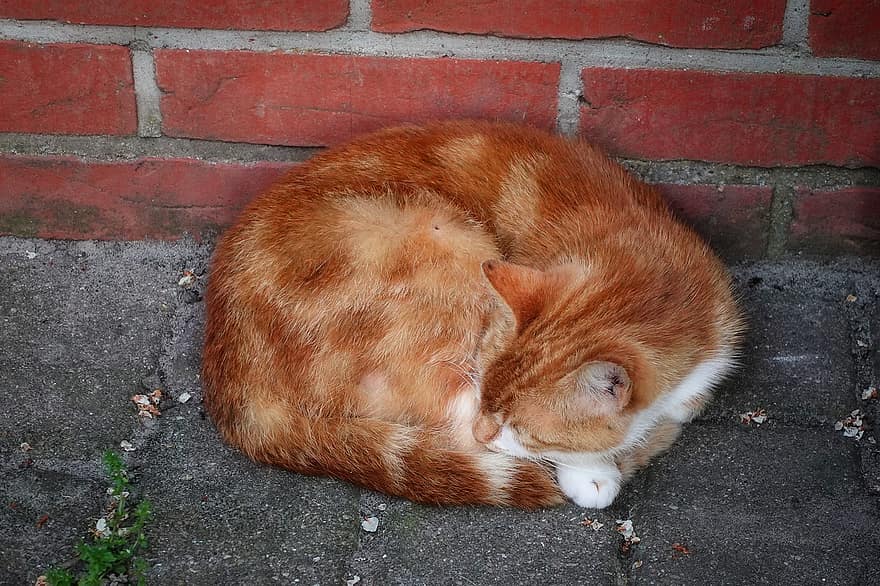 pisică, portocale, animal de companie, tabinet, adormit, dormit pisica, Kitty, tabby cat, portocaliu, felin, intern