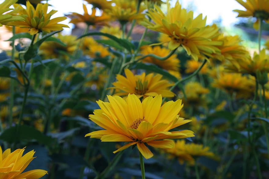 bunga matahari palsu, bunga-bunga, tanaman, bunga kuning, Daun-daun, kelopak, berkembang, mekar, flora, taman, alam