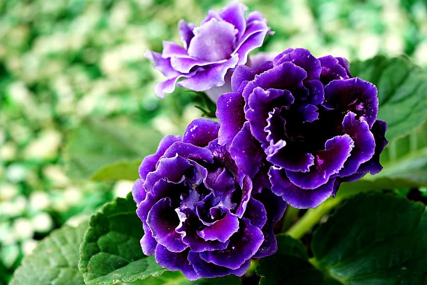 Gloxinias, Flowers, Garden, Purple Flowers, Petals, Purple Petals, Bloom, Blossom, Plants, Flora
