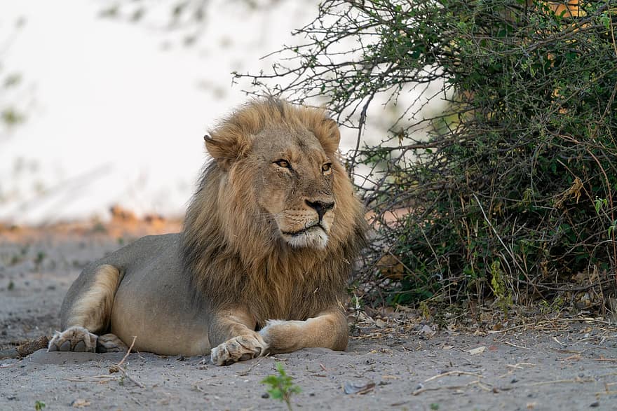 leão, animal, safári, gato grande, mamífero, predador, animal selvagem, animais selvagens, região selvagem, natureza, botswana