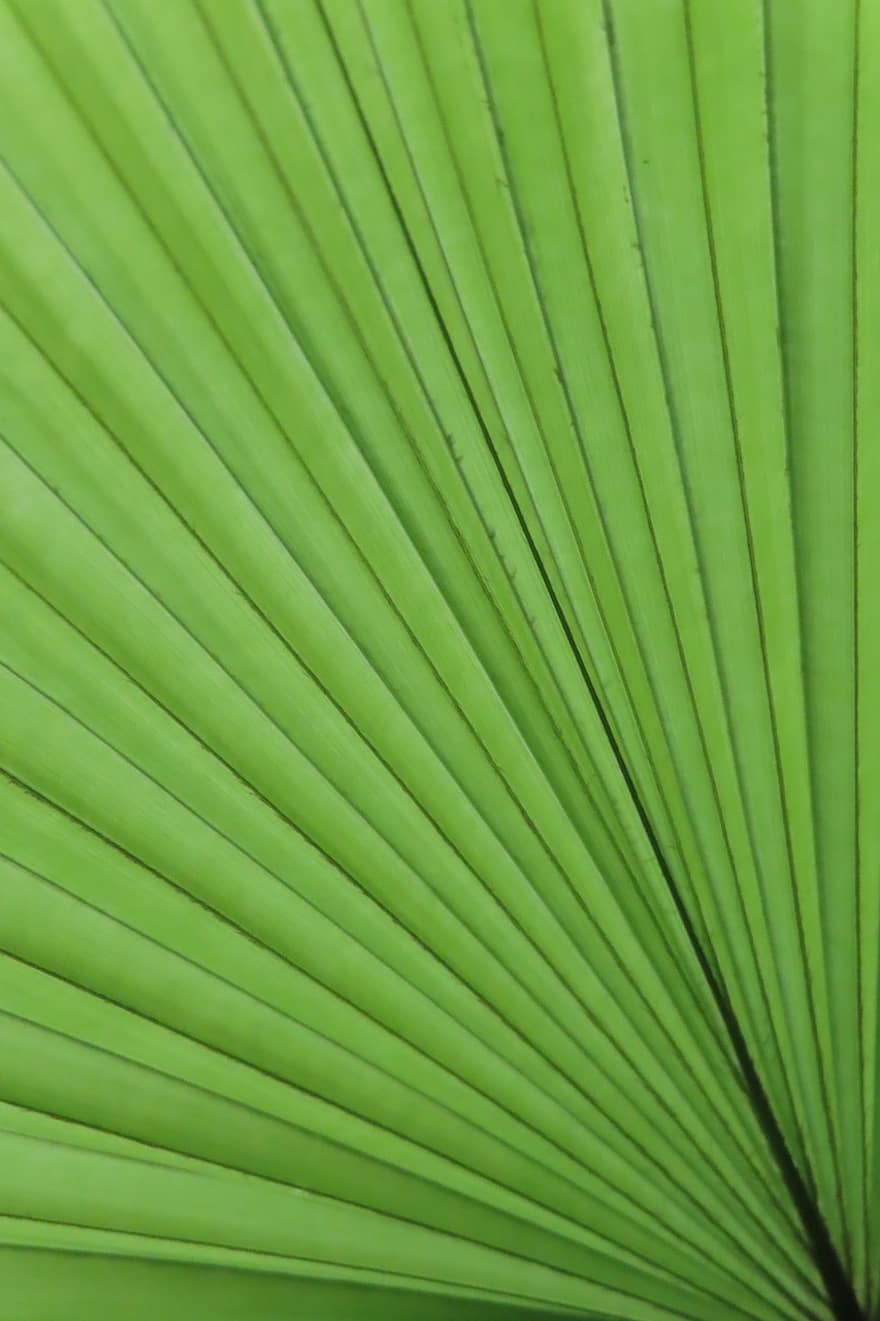 palmu koks, frond, augu, lapas, lapu struktūra, modeli, fona, abstrakts, svītrains, zaļā krāsa, tuvplāns