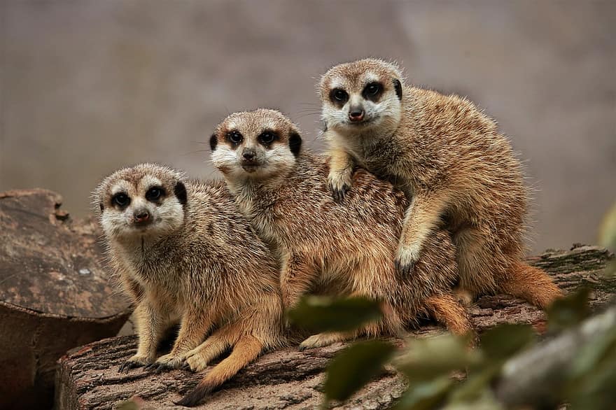 Meerkats, cu blană, mamifer, familie, grădină zoologică, Safari, natură