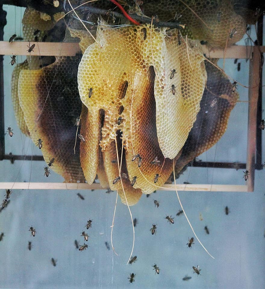 รัง, การเลี้ยงผึ้ง, ผึ้ง, แมลง, ธรรมชาติ