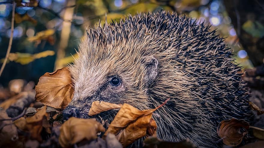 Hedgehog, Autumn, Mammal, Foraging