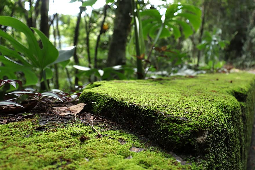 Moss, Plants, Leaves, Foliage, Tree, Nature, Forest, Garden, green color, plant, leaf