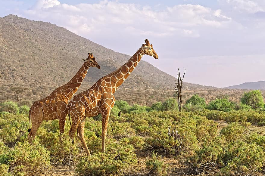 Afrikka, kirahveja, Kenia, savanni, Samburun polut, samburun kansallinen varanto, eläimet, villieläimet, kirahvi, eläimiä, safari-eläimiä