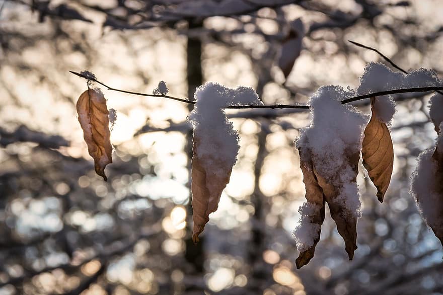 Dried Leaves, Branch, Snow, Frost, Ice, Frozen, Winter, Leaves, Withered, Fall Foliage, Mood