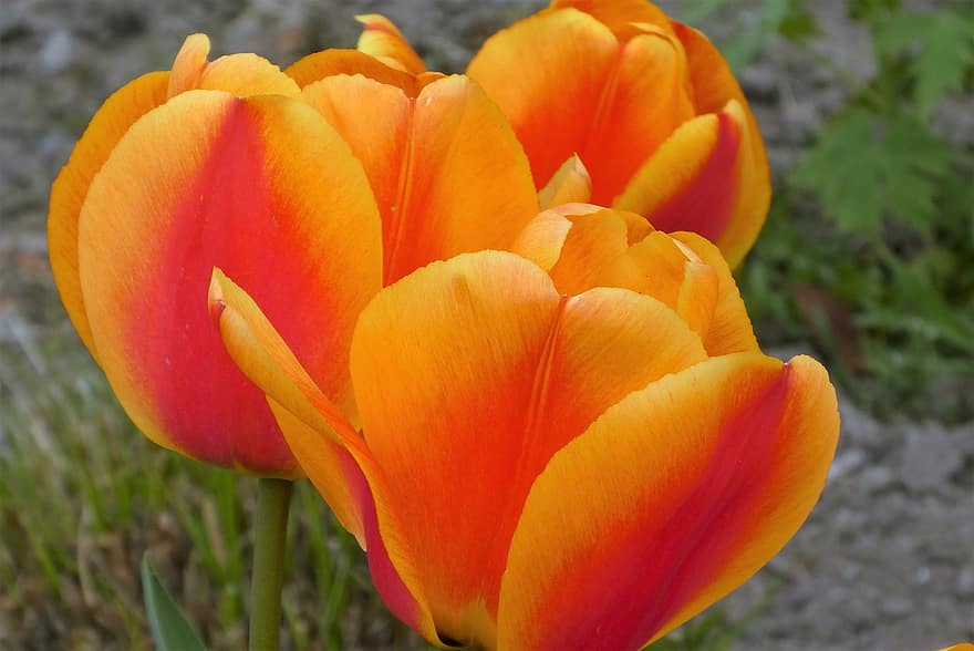 tulipan, kwiaty, wiosna, bulwiasta roślina, makro, voorjaarsbloemen, sezonowy, kwiat, kwitnąć, płatki, rosnąć