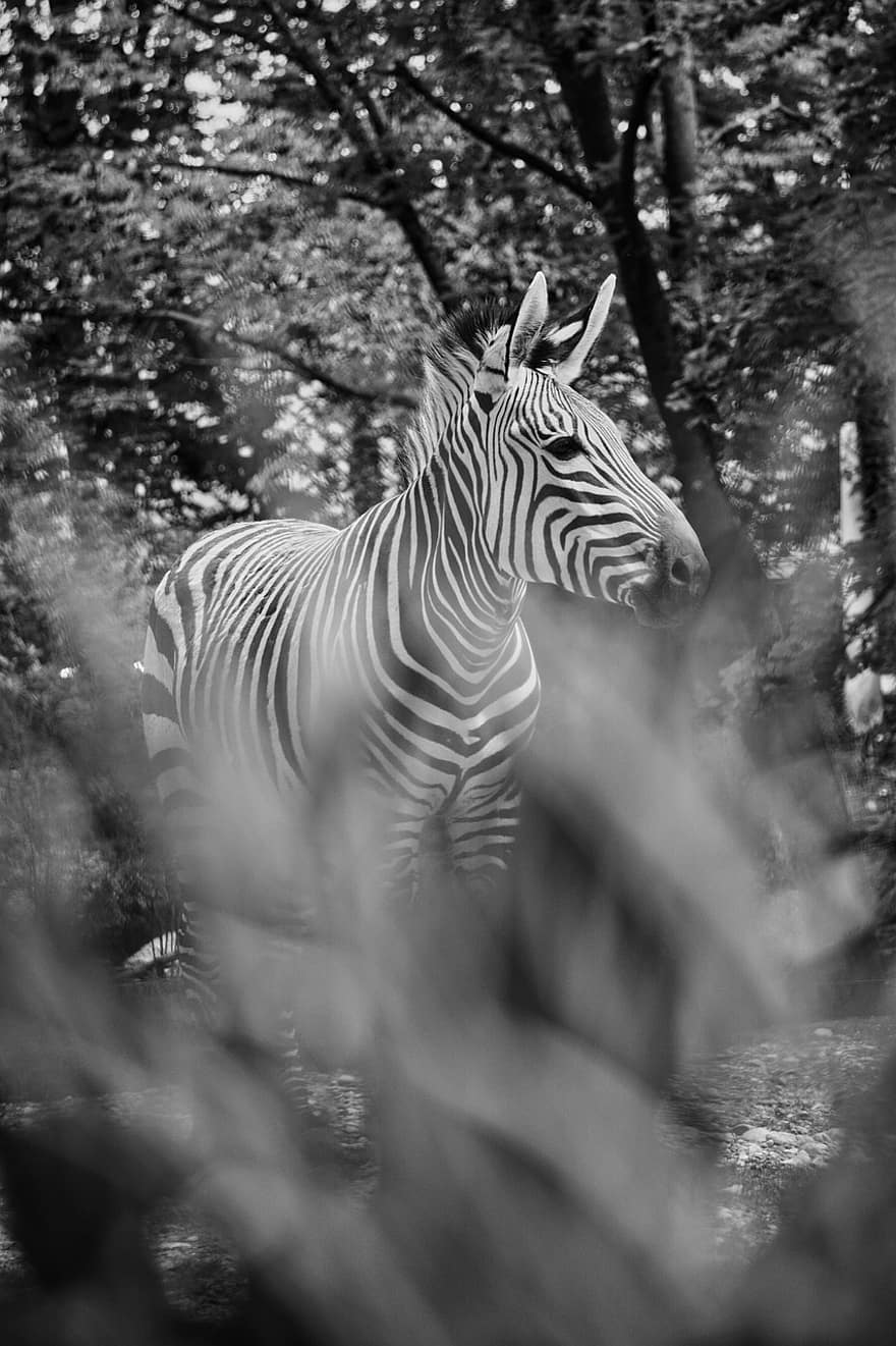 zebra, sort og hvid, natur, vildt dyr, baggrund, stribet, dyr verden, pattedyr, safari, struktur