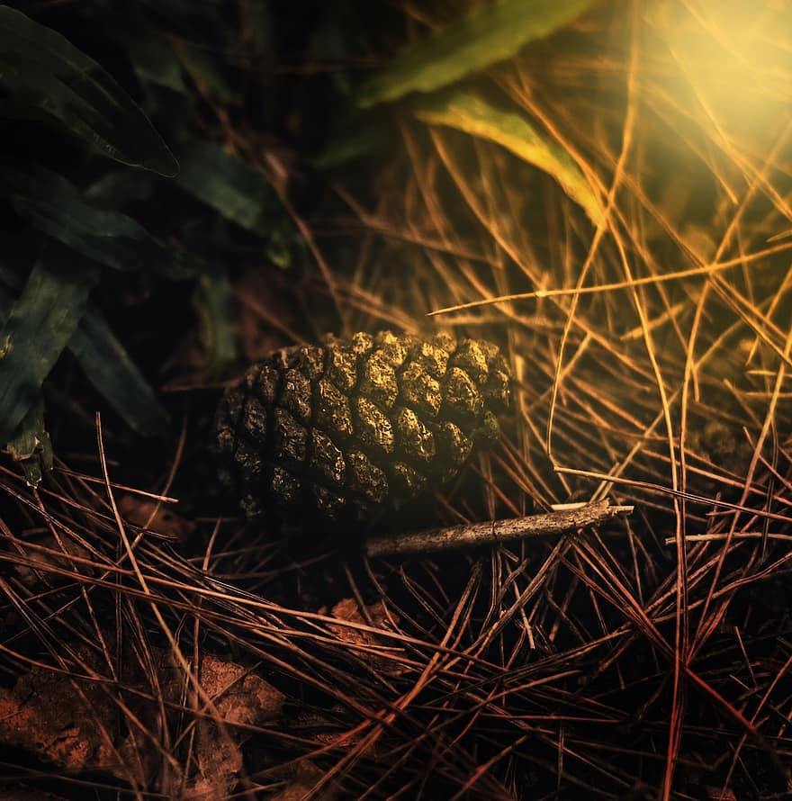 Pine Cone, Forest, close-up, leaf, green color, plant, summer, backgrounds, freshness, grass, yellow