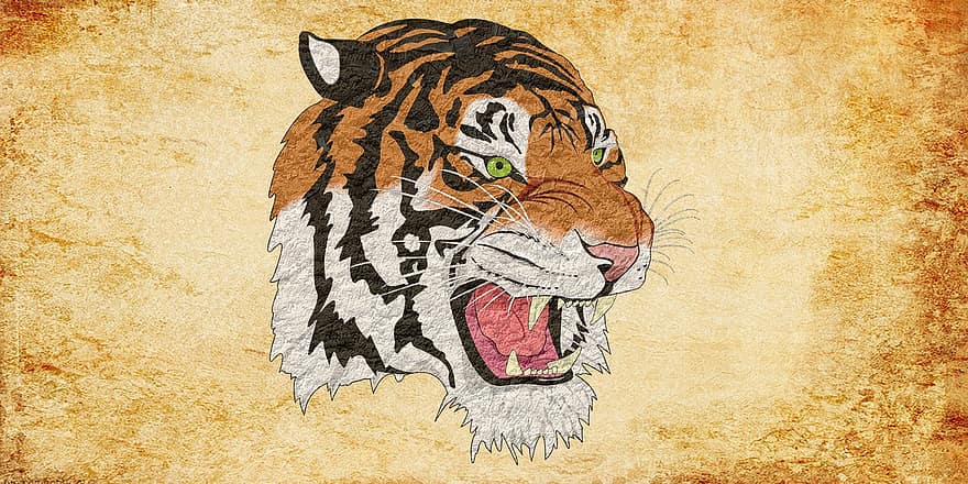 बाघ, चीता, सिंह, जानवर, विंटेज, एक प्रकार का जानवर, तेंदुए, तेंदुआ, प्यूमा, पशुशावक, बिल्ली के समान