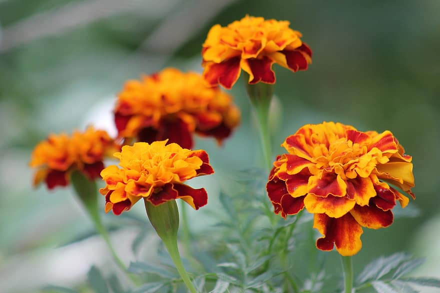 невен, цветя, оранжеви цветя, листенца, оранжеви венчелистчета, цвят, разцвет, флора, градина, растение