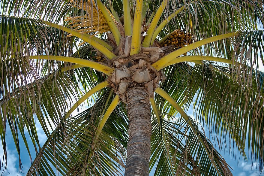 palmu koks, palmu, kronis, Palmu koka vainags, tropu, debesis, raksturs, mākoņi, paradīze