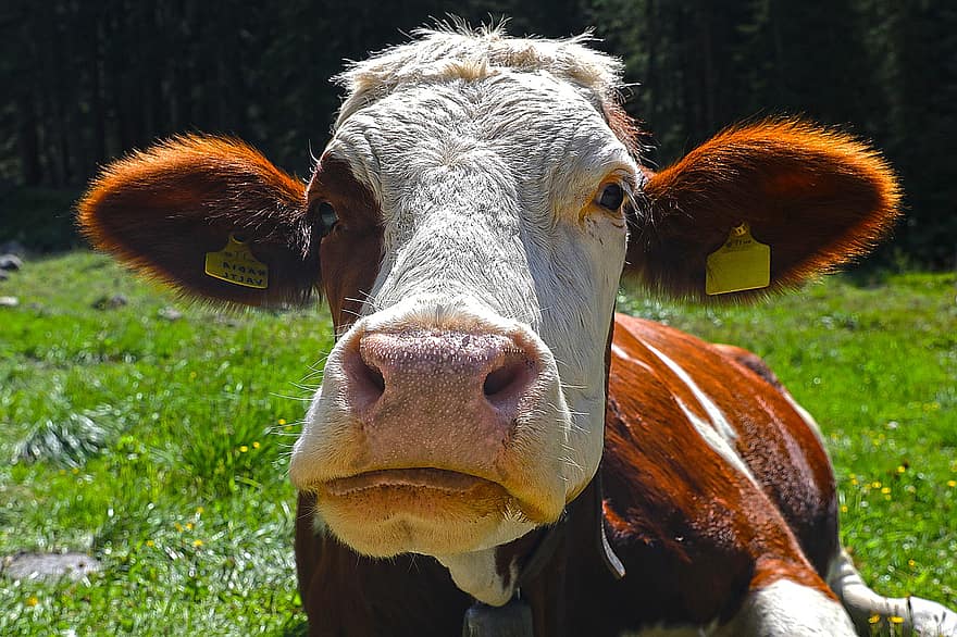 Kuh, das Vieh, braune Schweizer, Vieh, Bauernhof, Tier, Natur, Säugetier, Landwirtschaft, ländlich, Landschaft