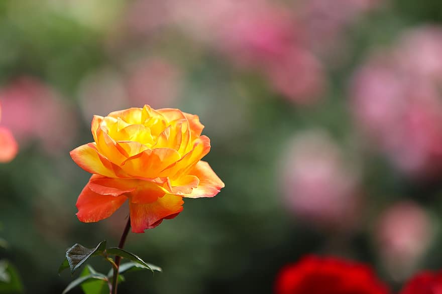 роза, жълто цвете, жълта роза, пролетно цвете, пружина, цвете, градина, парк, едър план, растение, венчелистче