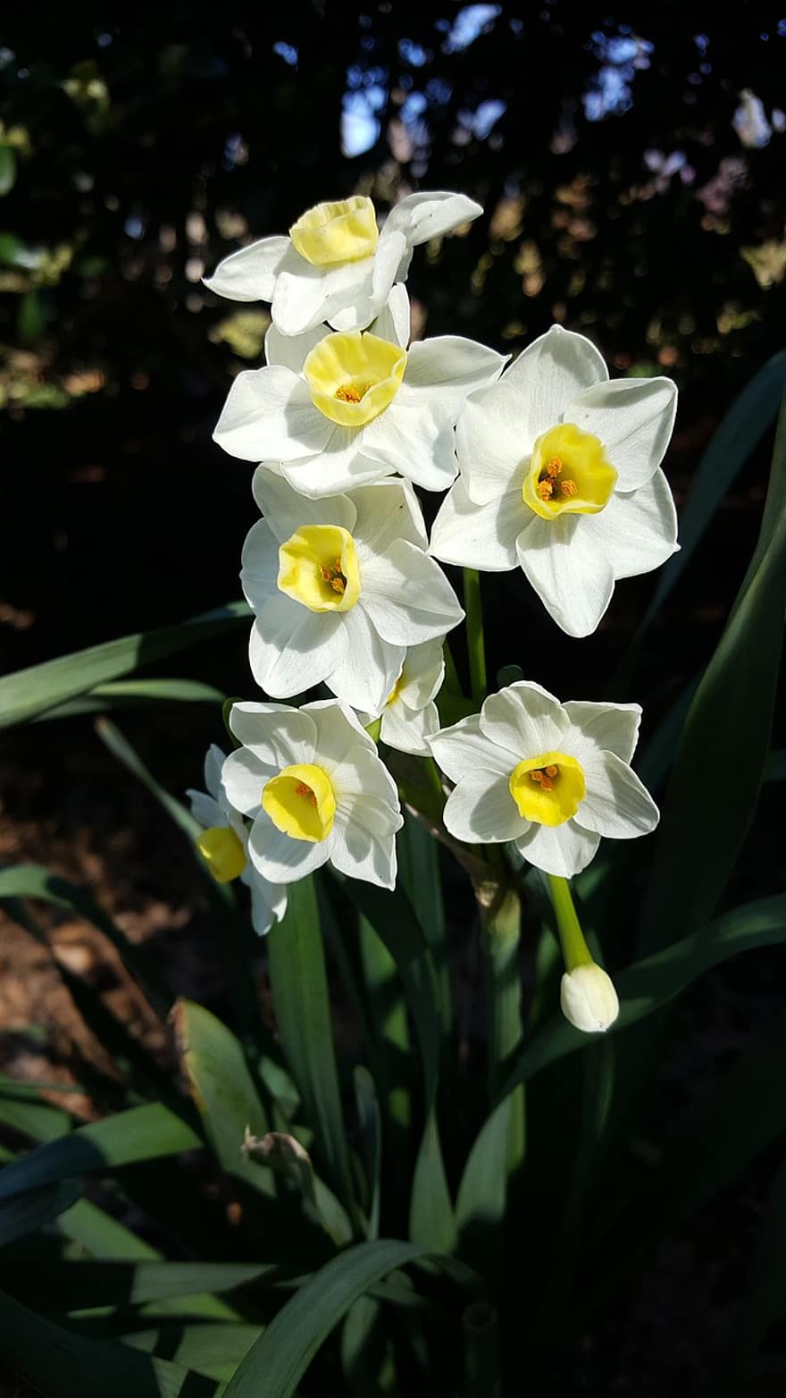 påskeliljer, blomster, anlegg, Narcissus, hvite blomster, petals, knopp, blomst, blader, vår, natur