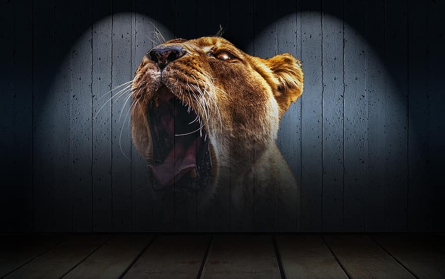 løve, løvehoved, tænder, baggrund, layout, scene, struktur