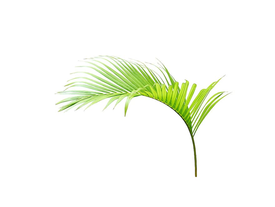 palma, foglia, verde, tropicale, estate, pianta, le foglie, struttura, natura, esotico, albero