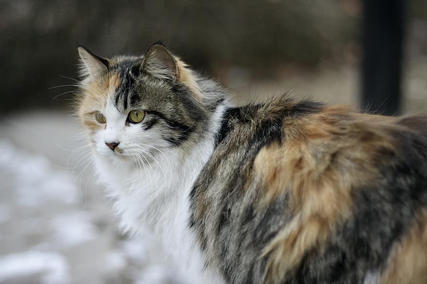 кошка, домашнее животное, животное, снег, зима, холодно, внутренний, кошачий, Китти, милый, пушистый