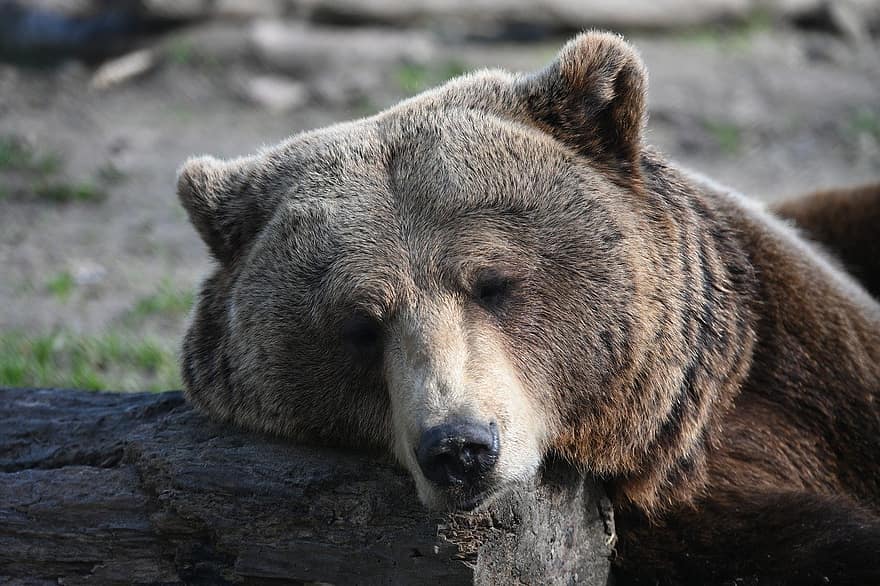 brun bjørn, Zoo, bære, dyreliv, dyr i naturen, Skov, et dyr, fokus på forgrunden, truede arter, forfra, pels