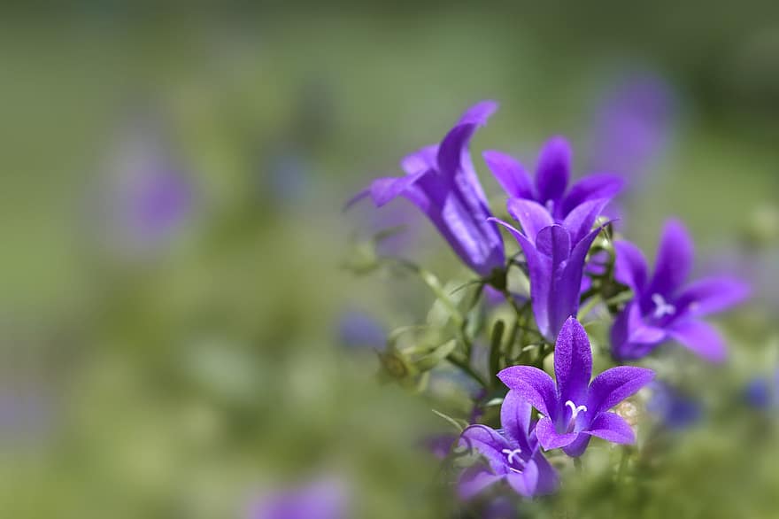 камбанка, Семейство Bluebells, цветя, лилаво цвете, флора, разцвет, природа, градина, пружина, заден план