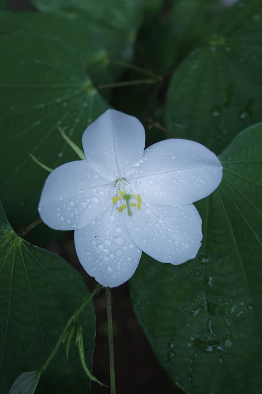 bílá květina, venkovské Indii, Příroda, b, svěžest