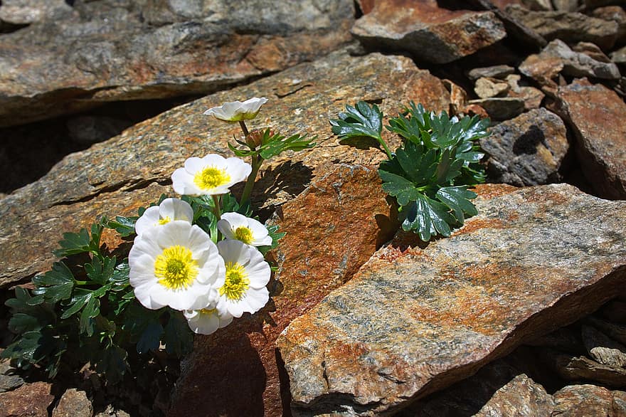 Gleccser Boglárka, virágok, növény, Ranunculus Glacialis, sziklák, virágzik, virágzás, alpesi virág, hegyi növény, természet, közelkép