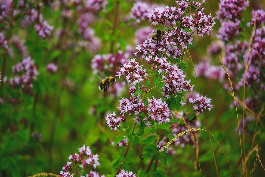 пчела, разцвет, растение, земна пчела, насекомо, природа, цвят, лято, пружина, нектар, буболечка