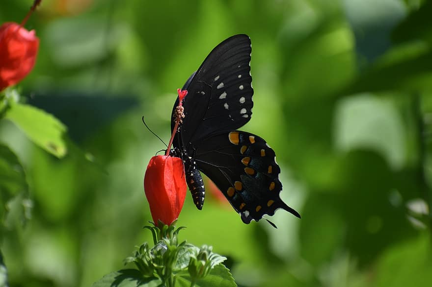 Spicebush Swallowtail, Grønnskyet sommerfugl, pollinering, insekt, hage, natur, entomologi, makro, svart sommerfugl, bugs, gresshopper