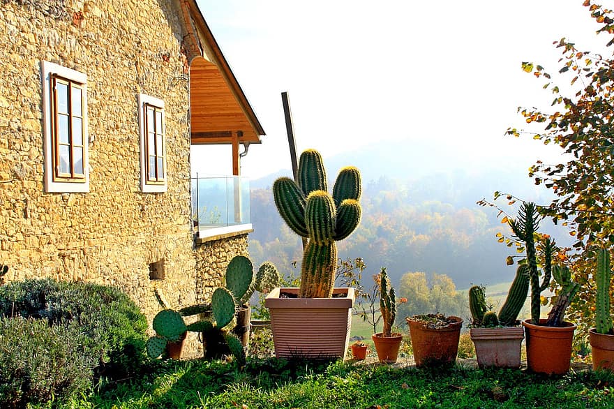 maison, paysage, cactus, maison en pierre, la nature