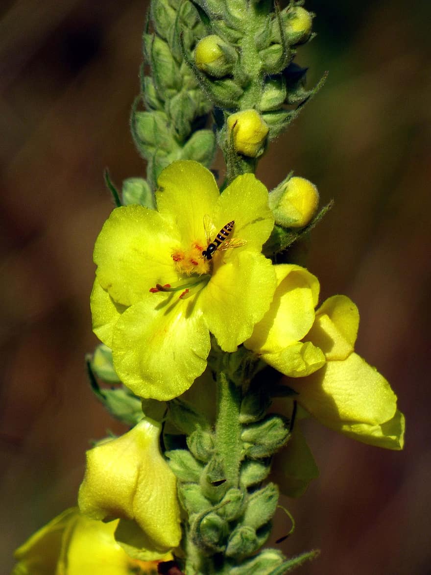 Great Mullein, Flowers, Bee, Insect, Yellow Flowers, Petals, Buds, Bloom, Plant, Field, Nature