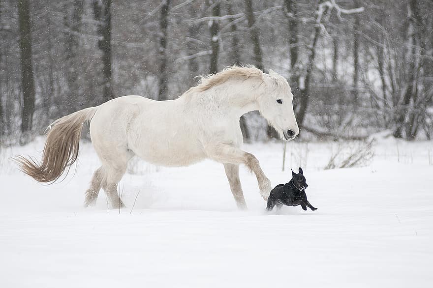 cheval, chien, neige, hiver, lipizzan, jument, Cheval Blanc, équine, animal de compagnie, animaux, mammifères
