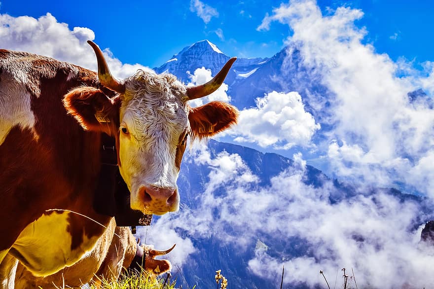 Cow, Mountains, Horns, Cow Horns, Alps, Alpine, Livestock, Cattle, Ruminant, Switzerland, Clouds