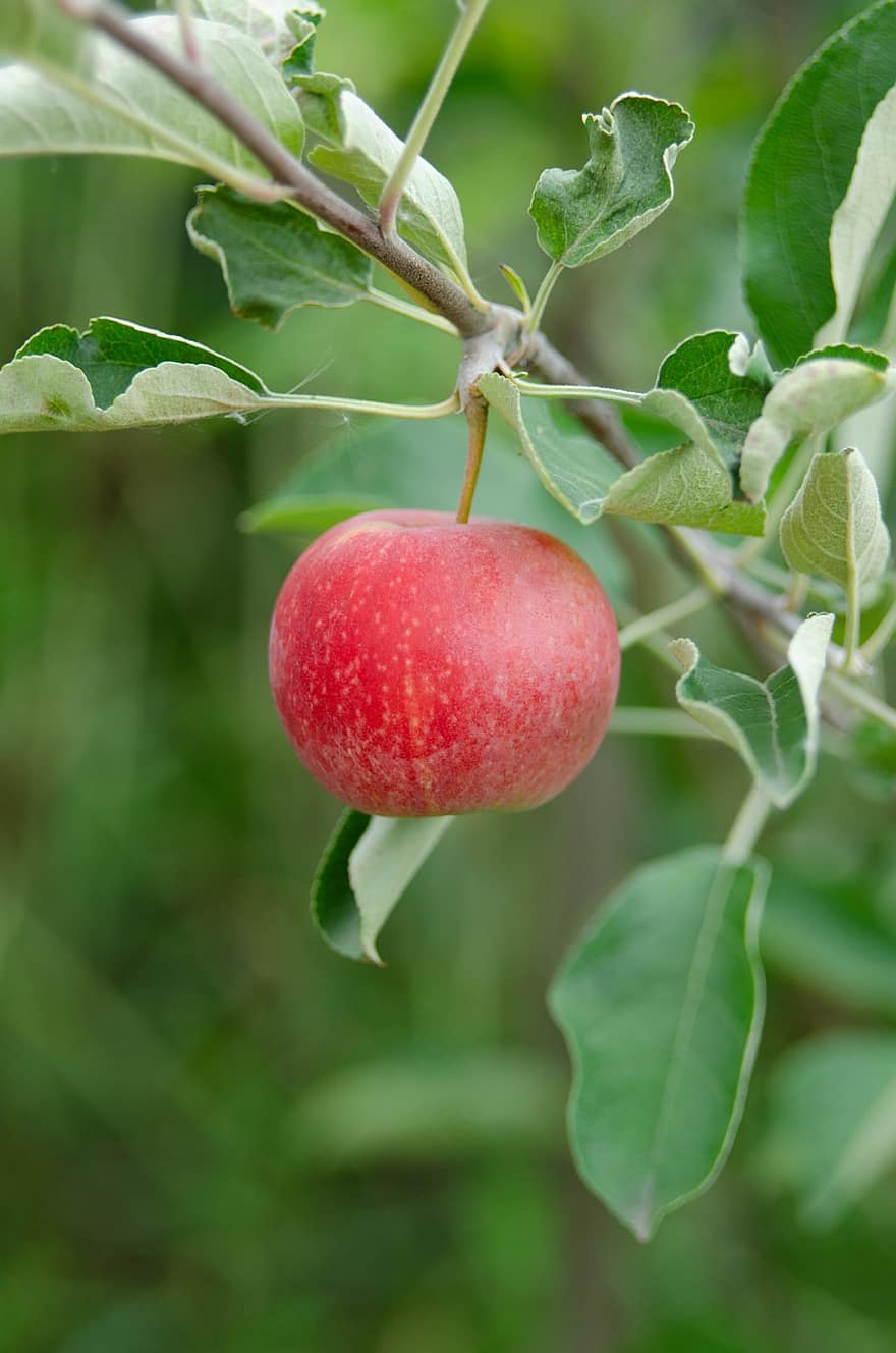 manzana, Fruta, planta, rama, hojas, manzana roja, orgánico, comida, árbol, naturaleza