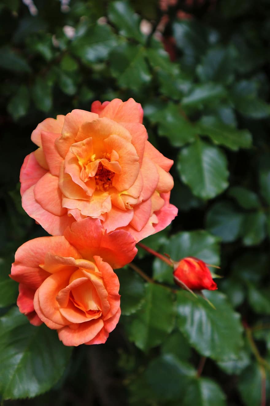 Rosen, Rosenblüte, Blume, blühen, Rosa, Natur, romantisch, Pflanze, Liebe, Duft, Schönheit