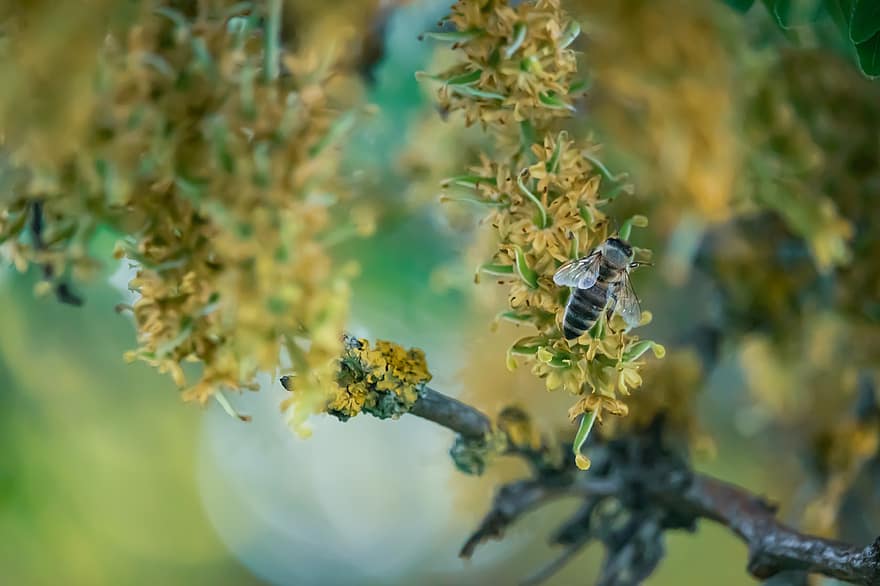 abella, insecte, error, animal, fulles de l'arbre, fulles, fons de pantalla hd, fons de pantalla de la natura, fons de pantalla, fons, botànica